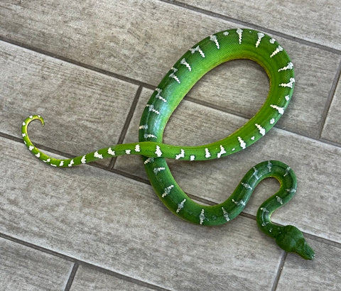 Emerald Tree Boa Female (ETB7)