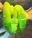 Emerald Tree Boa Female 3.5' (ETBF3)