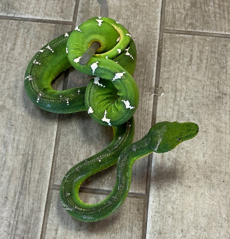 Emerald Tree Boa Female (ETBF11)