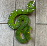 Emerald Tree Boa Female (ETBF2)