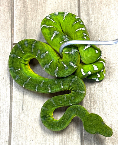 Emerald Tree Boa Female 4' (ETBF2)