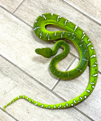 Emerald Tree Boa Female 3.5' (ETBF3)