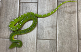 Emerald Tree Boa Female (ETBF3)