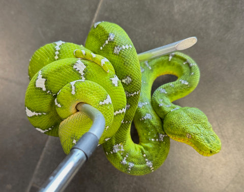 Emerald Tree Boa High White Female (ETBF4)