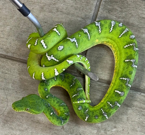 Emerald Tree Boa Female (ETBF6)