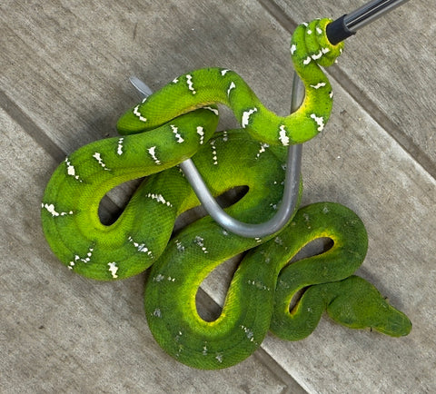 Emerald Tree Boa Sub Adult Female (ETBFSA)