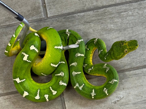 Emerald Tree Boa Female (ETBF11)