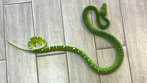 Emerald Tree Boa Male (ETBM16) - Reptile Pets Direct