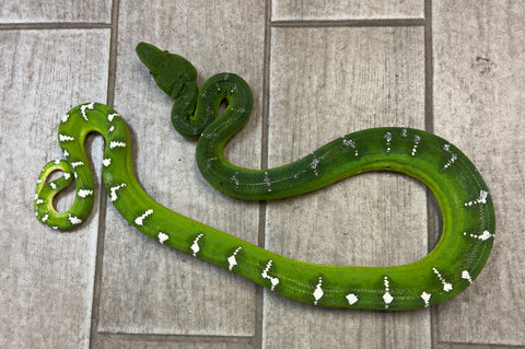 Emerald Tree Boa Male (ETBM1)