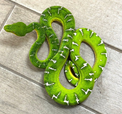 Emerald Tree Boa Male 3' (ETBM4)