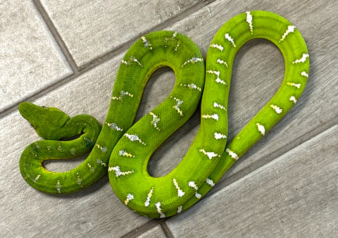 Emerald Tree Boa Male 3' (ETBM5)