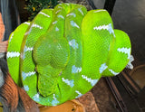 High White Emerald Tree Boa Female (ETBSF1)