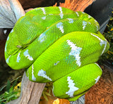 High White Emerald Tree Boa Female (ETBSF1)