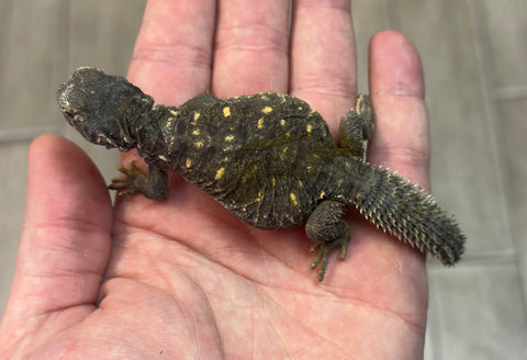 Egyptian Uromastyx Baby (EUB1)