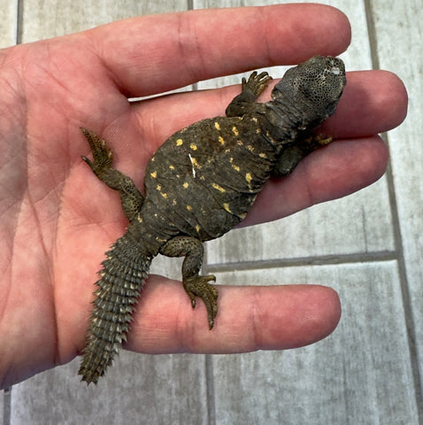 Egyptian Uromastyx Baby (EUB2)