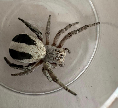 Egyptian Skeleton Velvet Spider