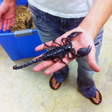 Emperor Scorpion - Reptile Pets Direct