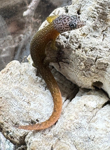 Fantastic Least Gecko (Sphaerodactylus fantasticus)