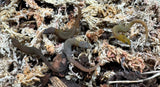 Fantastic Least Gecko (Sphaerodactylus fantasticus)