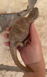 Ornate Uromastyx Very Colorful Adult Pair 1.1