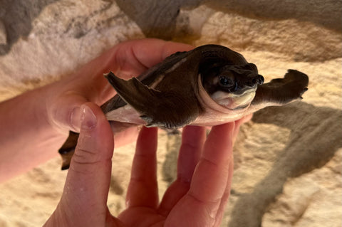 Fly River Turtle 4" (FR1)