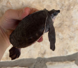 Fly River Turtle Baby (BFRT1)