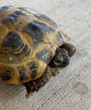 Russian Tortoise Female (FR1)