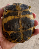 Russian Tortoise Female (FR1)