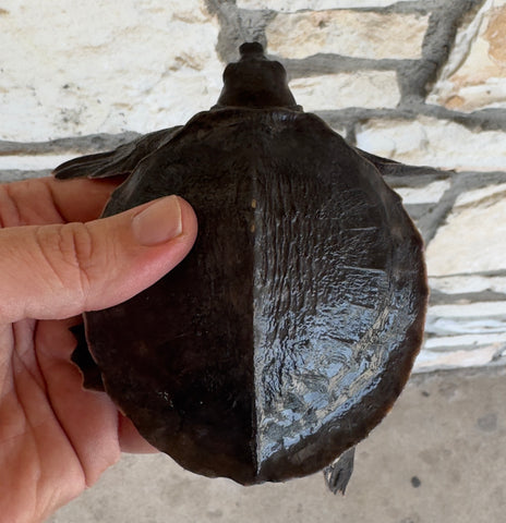 Fly River Turtle Baby (BFRT1)