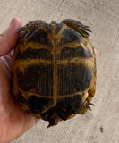 Russian Tortoise Female (FR2)
