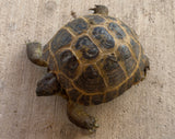 Russian Tortoise Female (FR3)