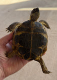 Russian Tortoise Female (FR3)