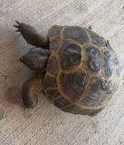 Russian Tortoise Female (FR3)