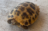 CBB Forsten's tortoise High Yellow (FT1)