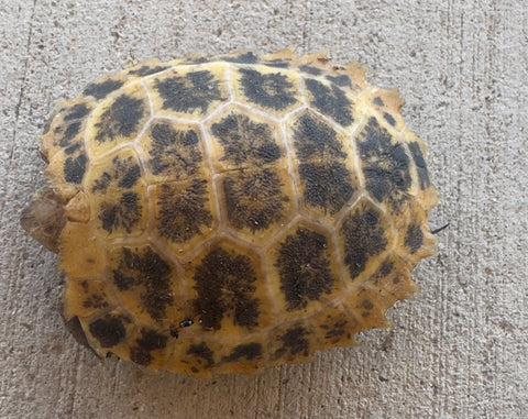 CBB Forsten's tortoise High Yellow (FT1)