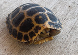CBB Forsten's Tortoise (FT2)