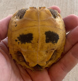 CBB Forsten's Tortoise (FT2)