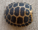 CBB Forsten's Tortoise (FT2)