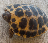 CBB Forsten's Tortoise (FT3)