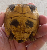 CBB Forsten's Tortoise (FT3)