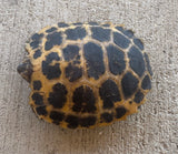 CBB Forsten's Tortoise (FT3)