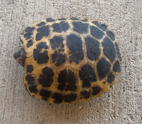 CBB Forsten's Tortoise (FT3)