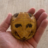 CBB Forsten's Tortoise (FT4)