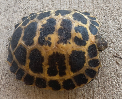 CBB Forsten's Tortoise (FT4)
