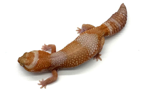 Tangerine Albino Fat Tail Gecko Adult Female (FTG2)