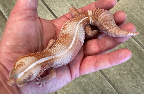 Tangerine Albino Fat Tail Gecko Adult Female (FTG6)
