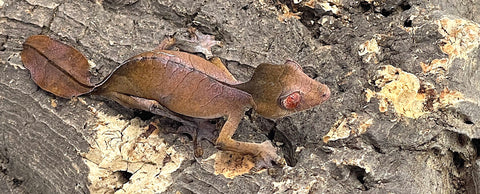 Satanic Leaf Tail Gecko Female (SLTGF01)
