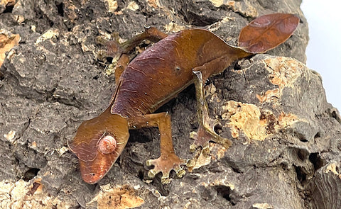 Satanic Leaf Tail Gecko Female (SLTGF02)