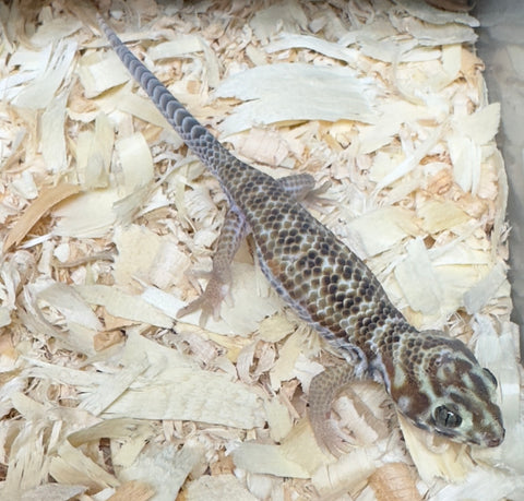 Frog Eyed Gecko (Teratoscincus scincus)