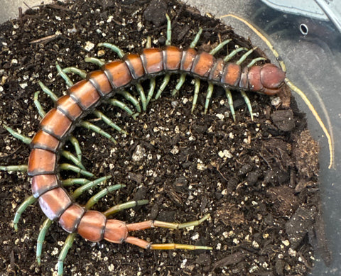 Mint leg centepede